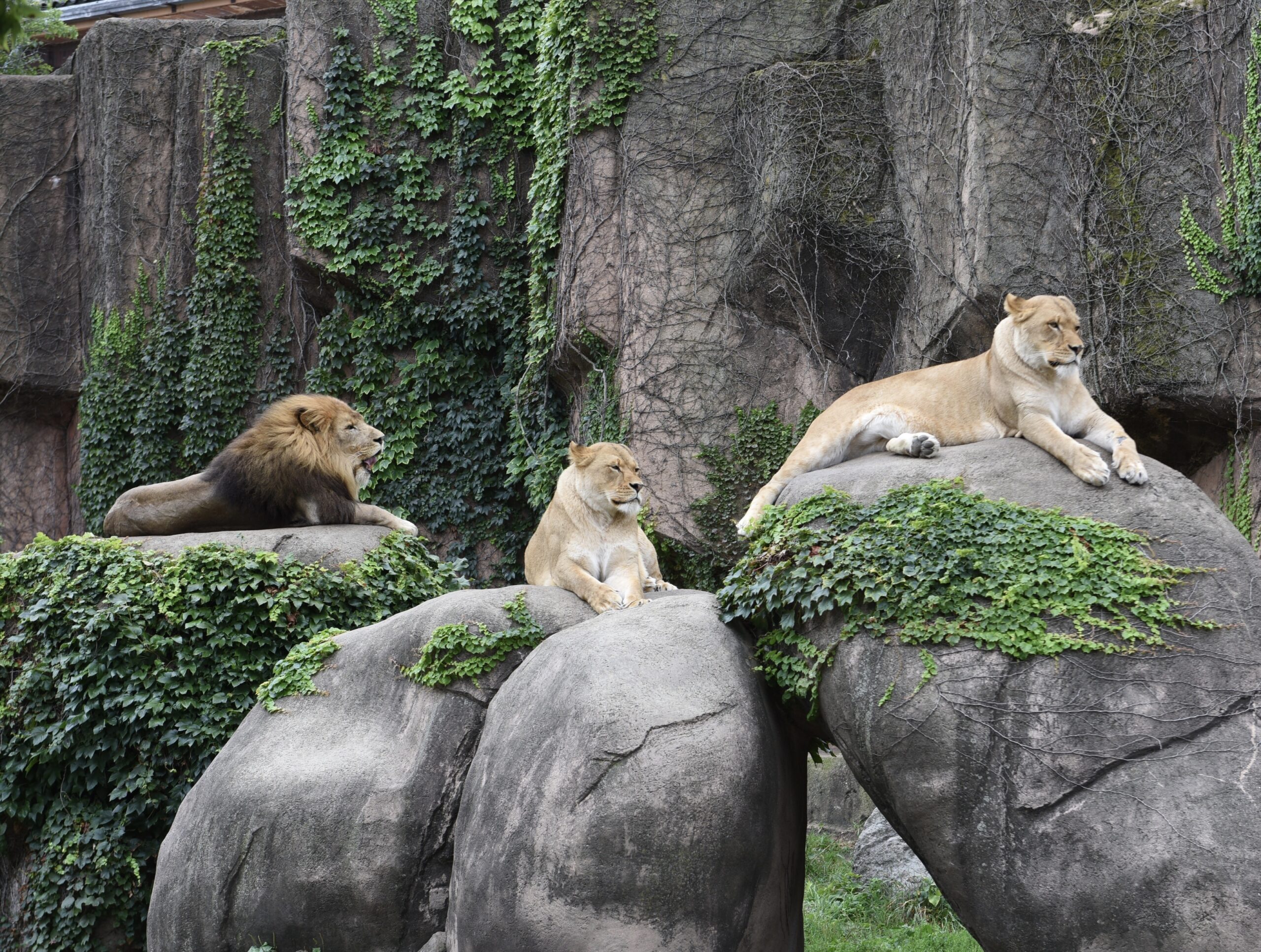 Best Zoos in the US