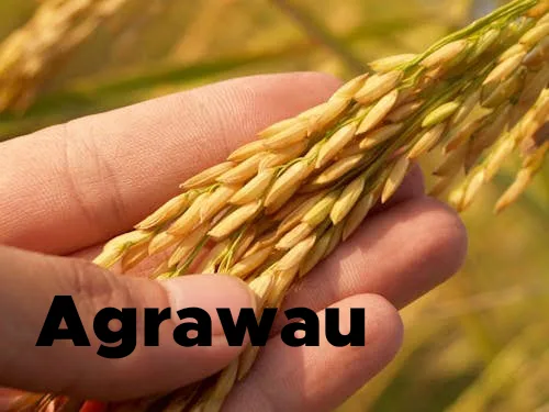 Agrawau